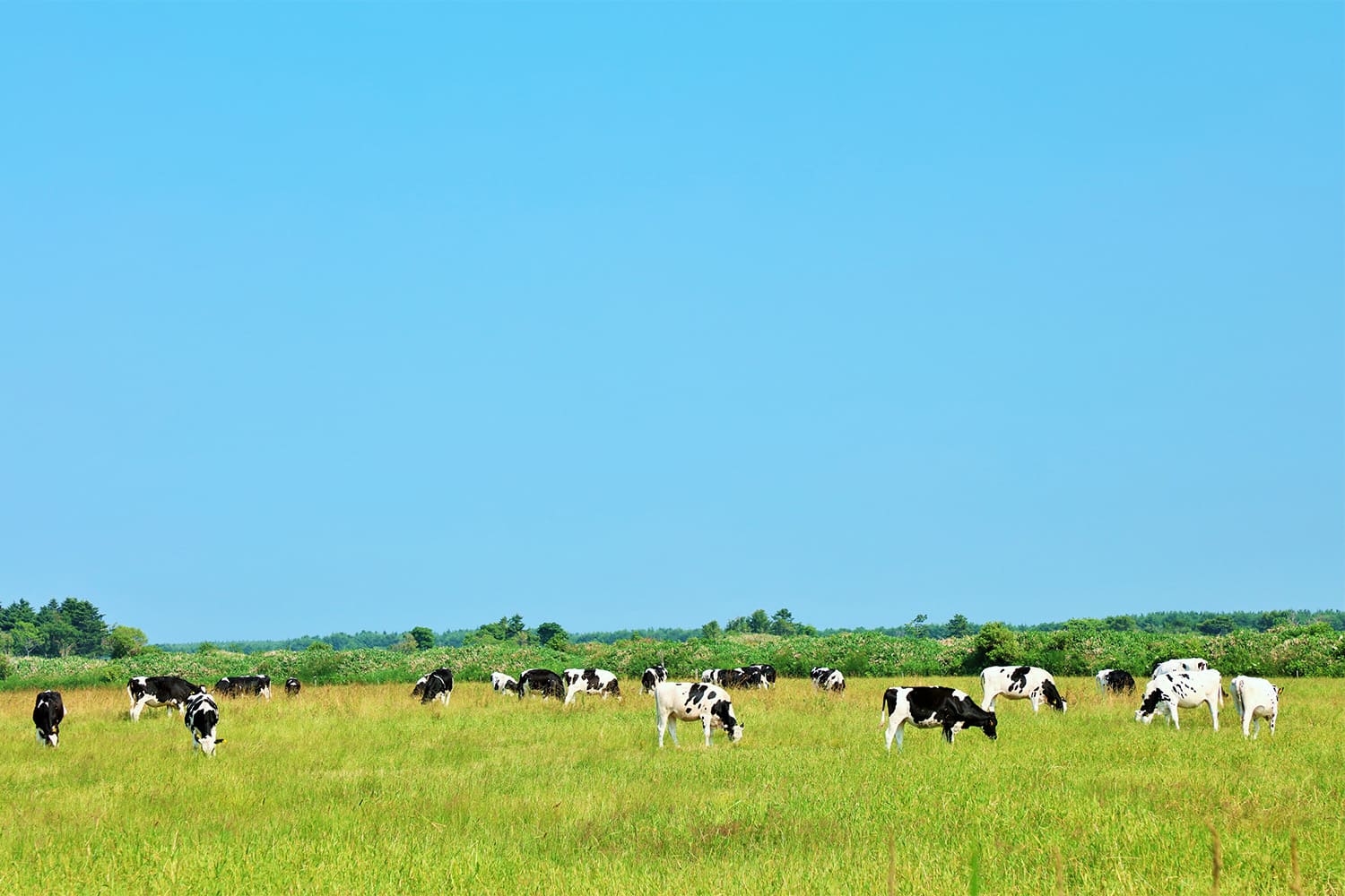 こどもから大人まで楽しめる豊富なアクティビティ