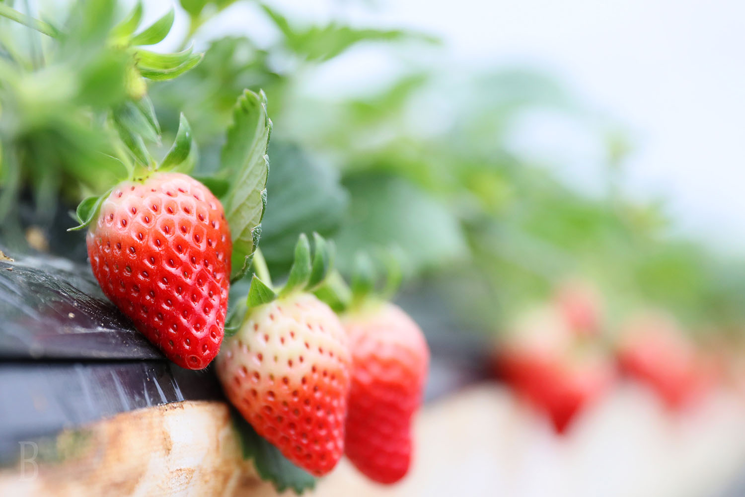 エミナース農園